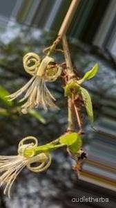 augmented_Alangium lamarckii flower5_0_429.jpeg